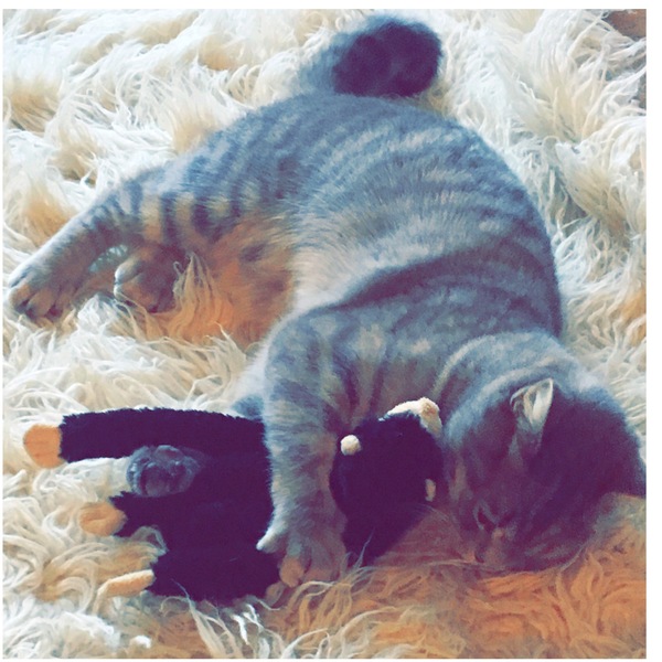 Cat colours and parentage