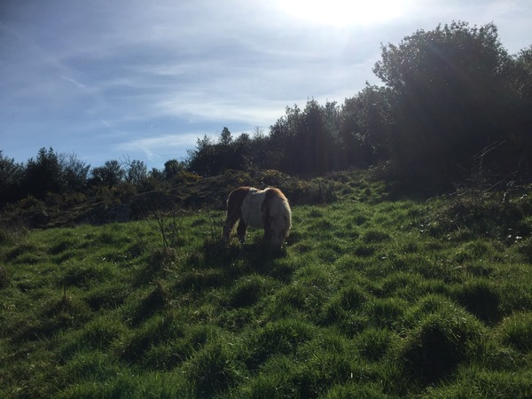 Abandoned Shetland in my field...
