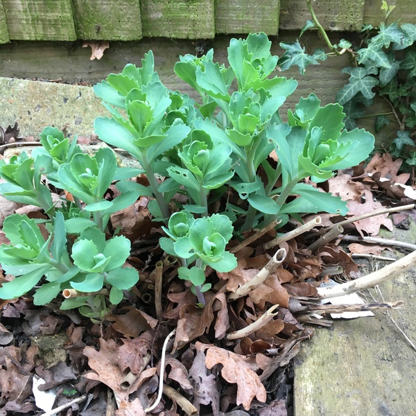 Plant identification, please?