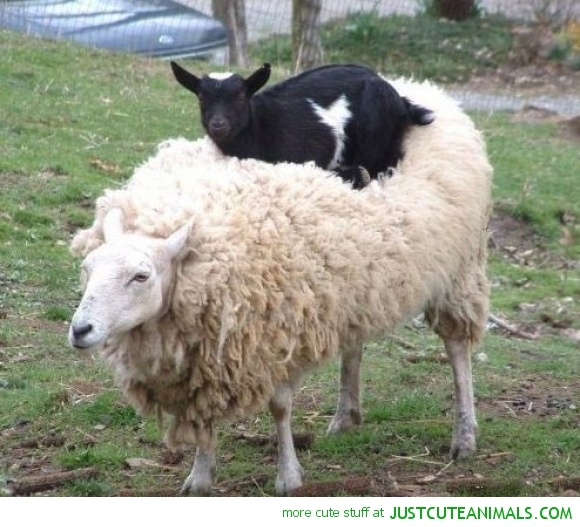 AIBU to want my goat?