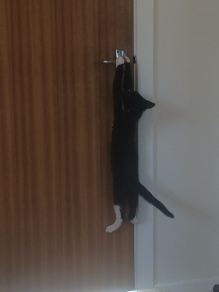Let's play spot the cat