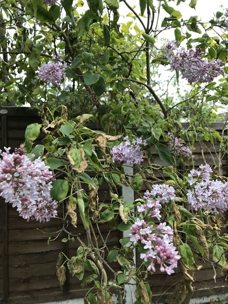 What is this purple blossom?