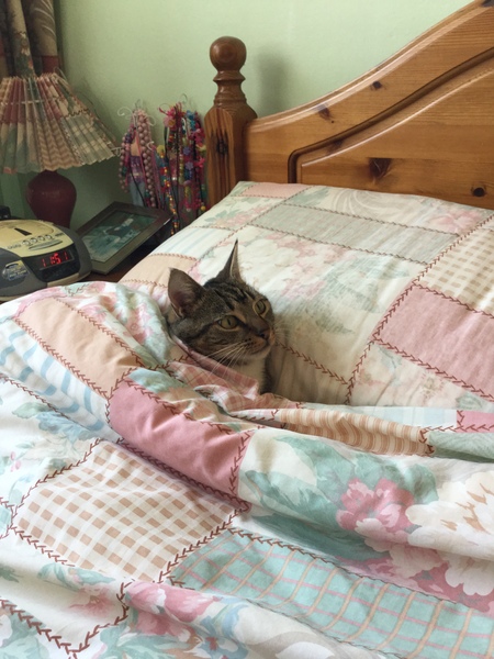 Let's play spot the cat
