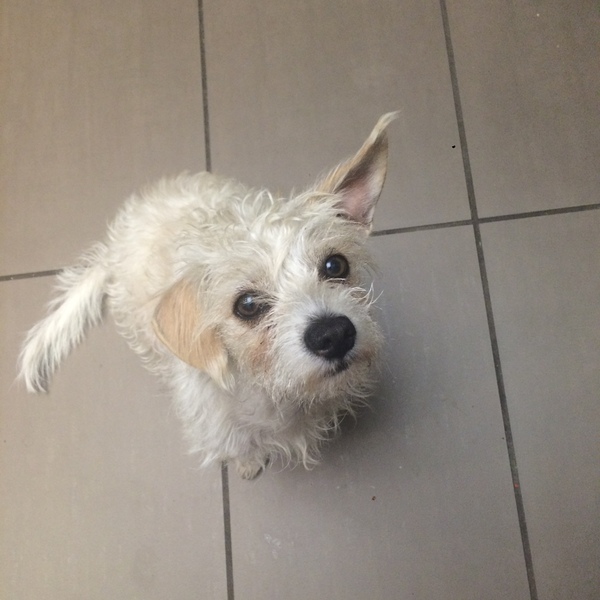 Mini Jack Russell Terriers?