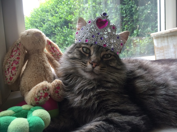To be annoyed by comments (party thread)