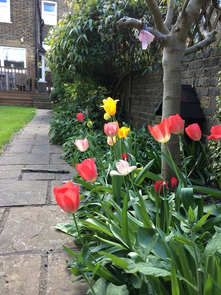 Allotment/Veg Patch -Thread  8 - Its spring - time to get busy!