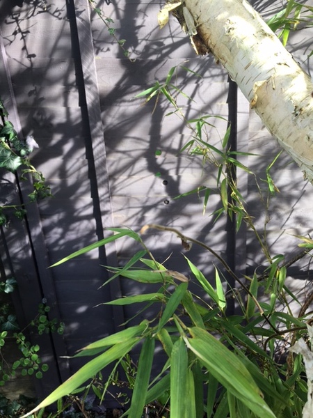 Etiquette when applying creosote to fence