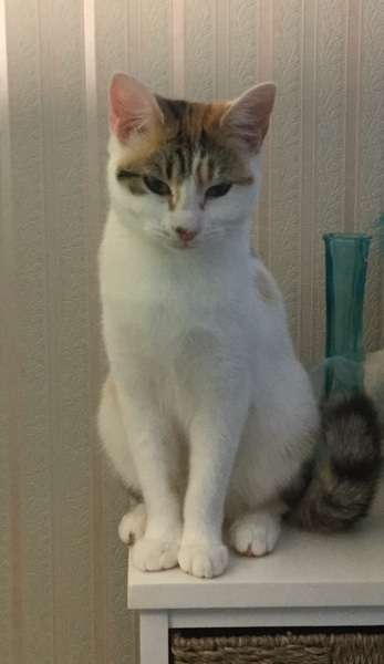 What's your cat doing right now? Pics!