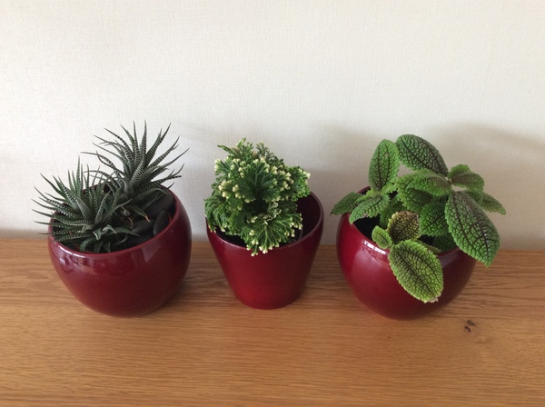 House plants