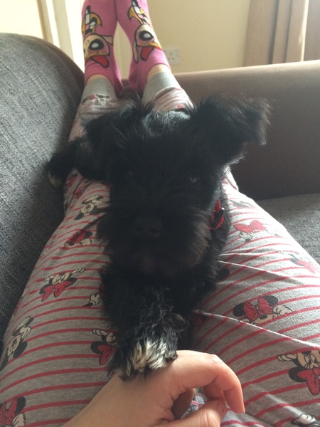 Does anyone fancy a 'puppy survival' thread?