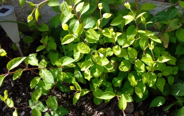 Plant Id please...