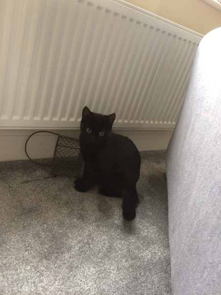 Do you have 1 or 2 cats/kittens?