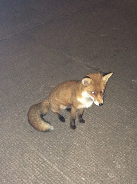 To help a mangy scrap of fox?