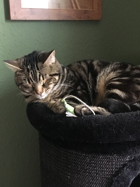 What's your DCat up to today? Pt 2