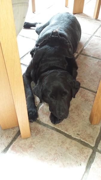 Doggy discharge - any ideas?