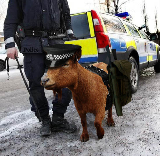 AIBU to want my goat?