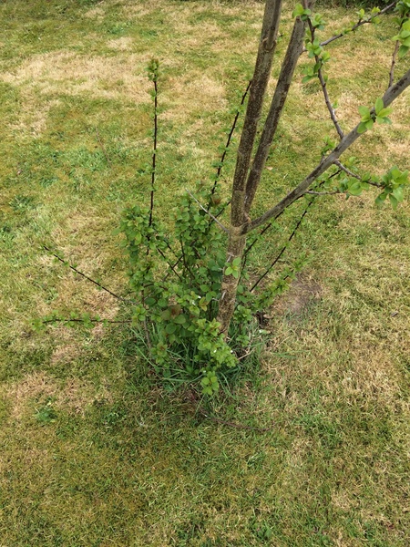 Allotment/Veg Patch -Thread  8 - Its spring - time to get busy!