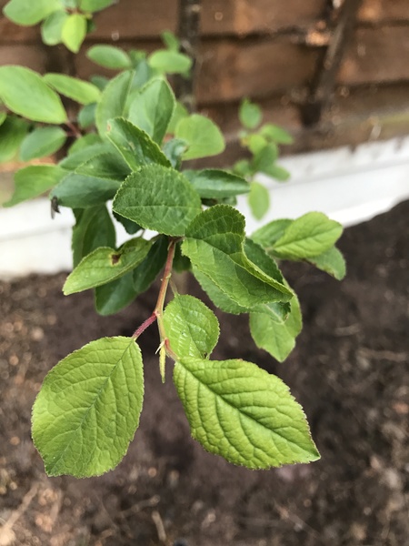 What is this shrub/tree please