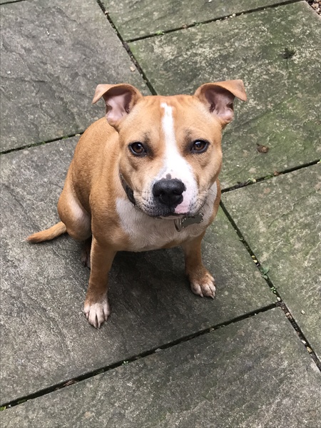 Staffy