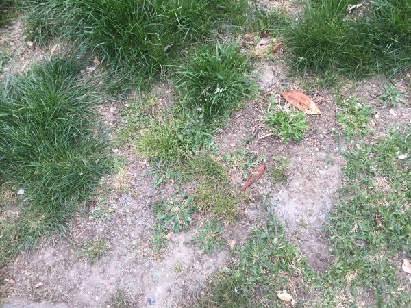 What can I do with this manky bit of "lawn"? (Photo)