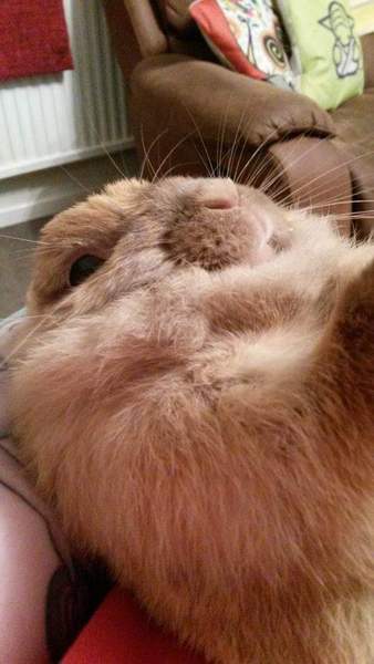 Learning to love rabbits