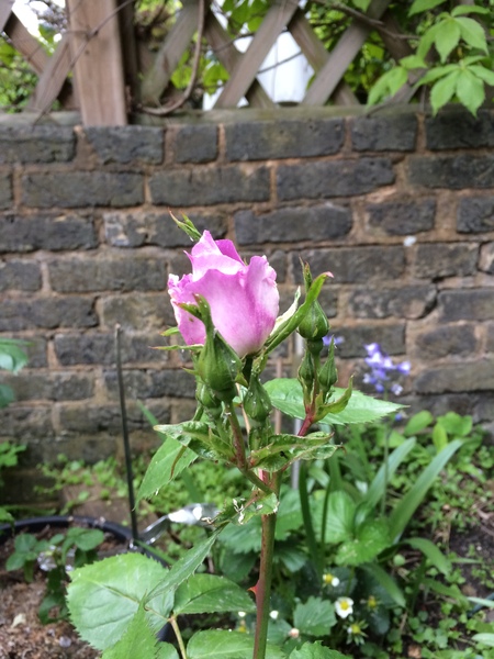 Allotment/Veg Patch -Thread  8 - Its spring - time to get busy!