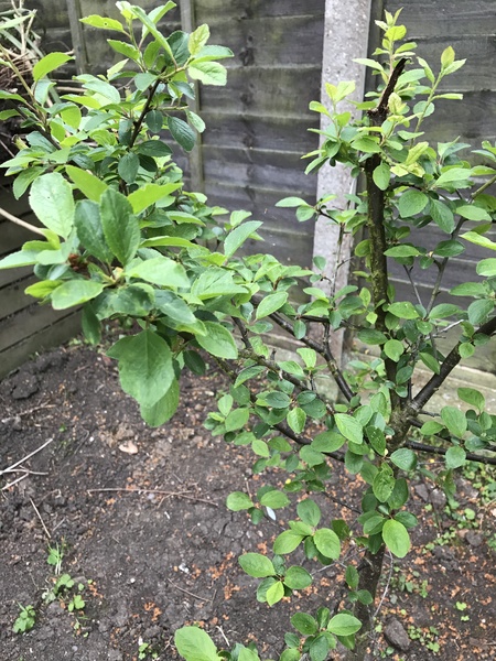 What is this shrub/tree please