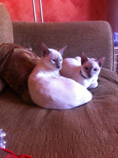 Tell Bought By Many Pet Insurance about your pets’ biggest mishaps - £300 voucher to be won NOW CLOSED