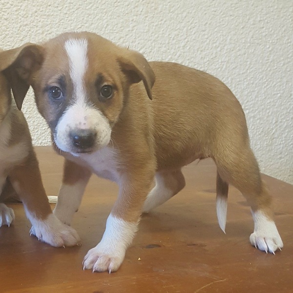 Puppy needs a name
