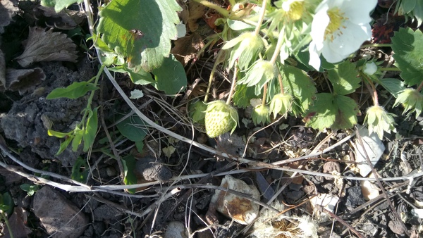 Allotment/Veg Patch Thread 9 - Spring is sprung, its getting really busy!