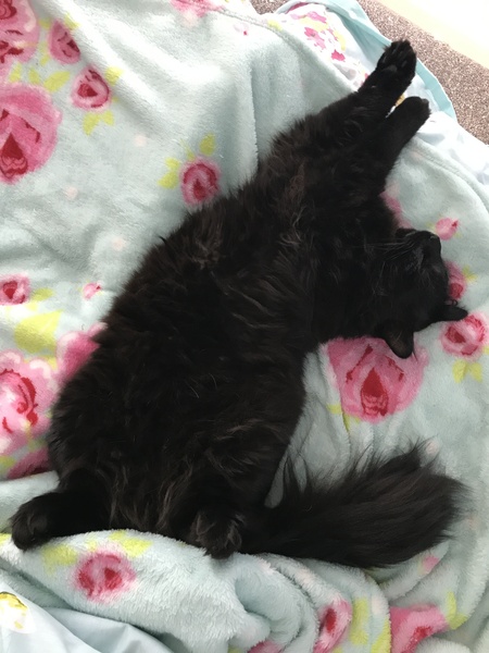What's your DCat up to today? Pt 2
