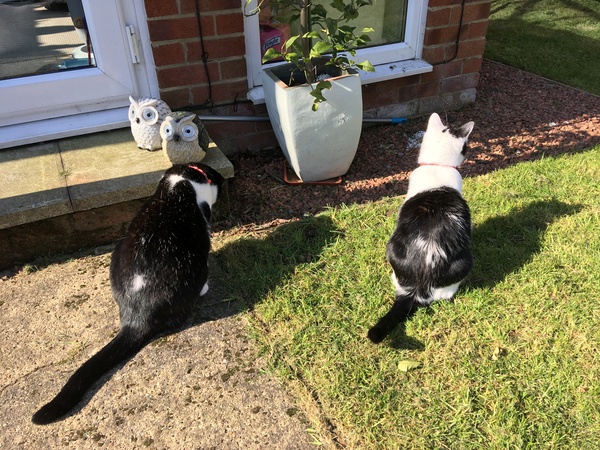 Are black and white male moggies generally friendly?