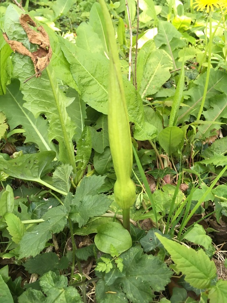Please can you help me identify this plant?