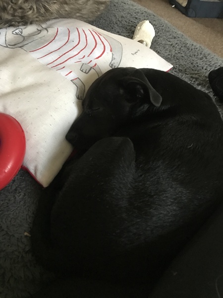 Does anyone fancy a 'puppy survival' thread?