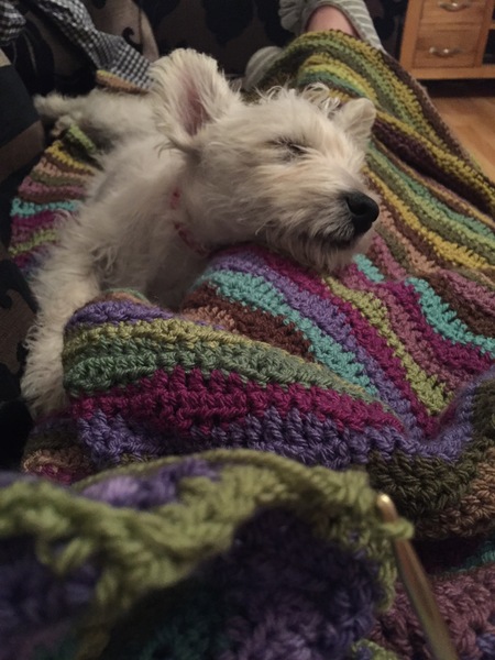 Does anyone fancy a 'puppy survival' thread?
