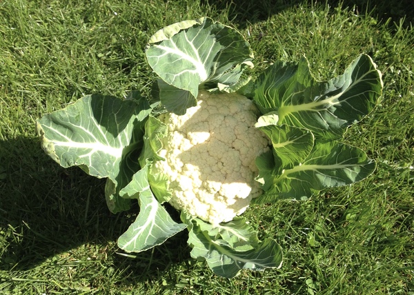 Allotment/Veg Patch -Thread  8 - Its spring - time to get busy!