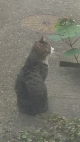 Little lost cat