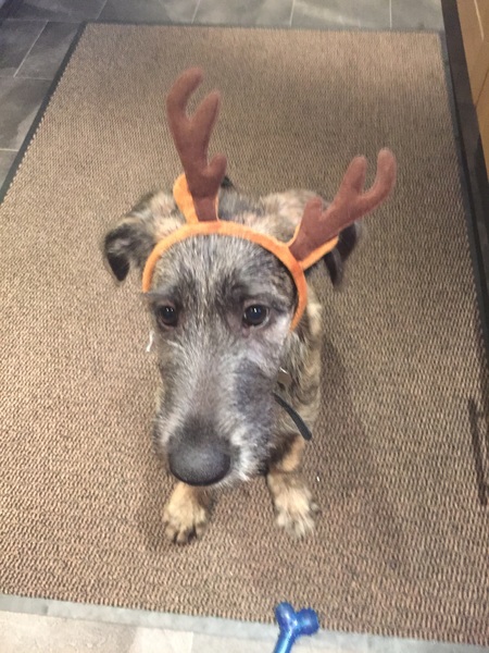 Random shit you dog is scared of