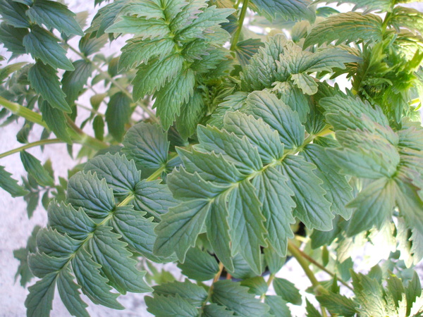 Can any one tell me what this Mystery Plant is please..........?