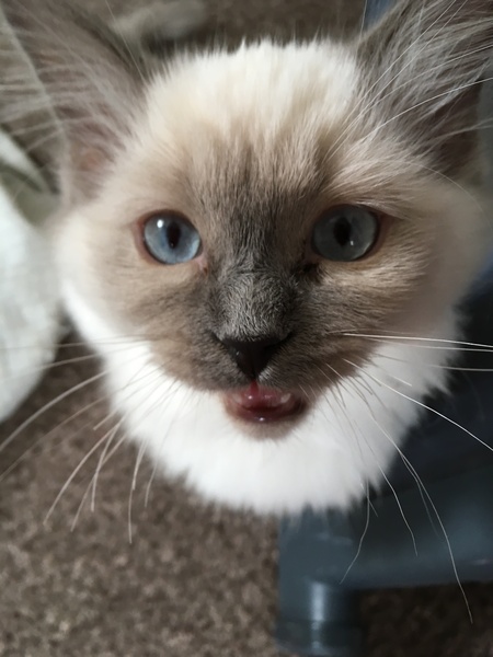 Devastated over the loss of my boy