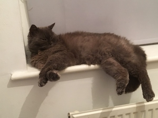 What's your DCat up to today? Pt 2