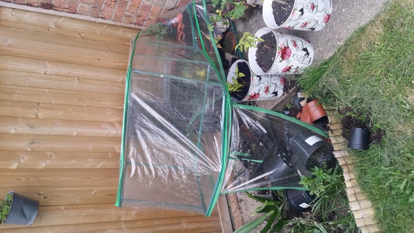 Allotment/Veg Patch -Thread  8 - Its spring - time to get busy!