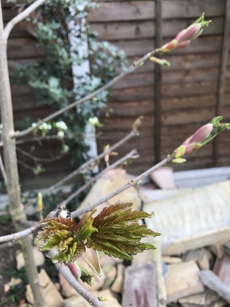 Does this look like a sycamore?