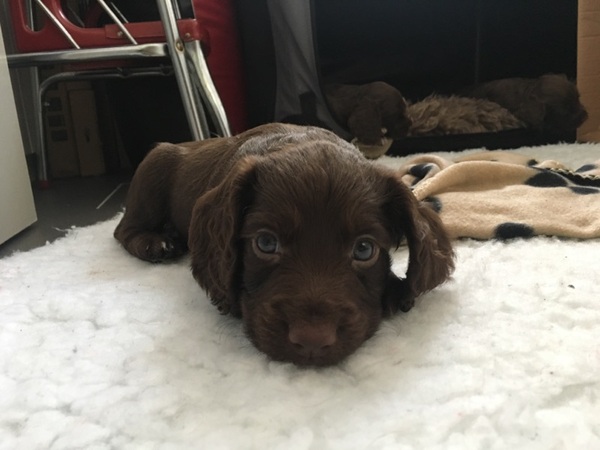 Does anyone fancy a 'puppy survival' thread?