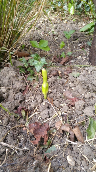 Can anyone identify this odd green stalk....