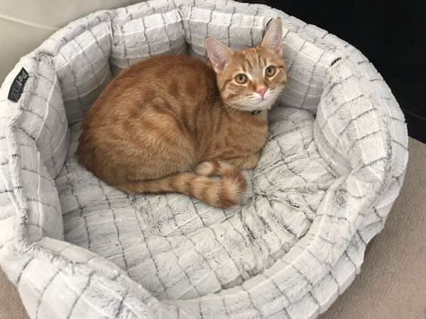 Rescue cat