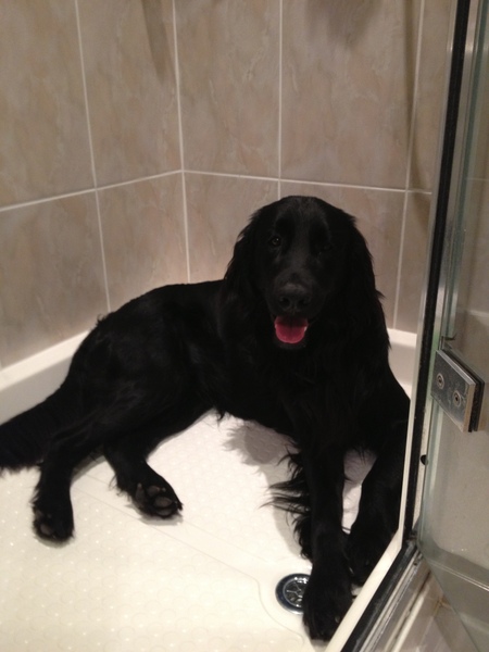 What does your large dog sleep on?