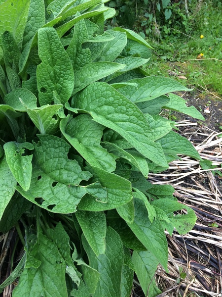 Is this a weed?