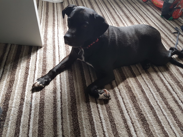 Recommendations for a new bed for Nachodog?