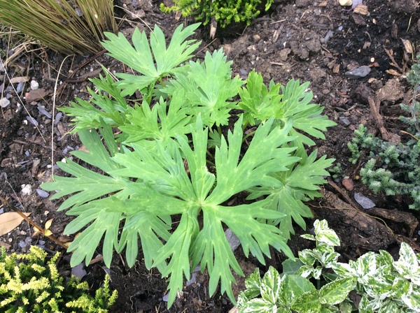 Plant I.D please
